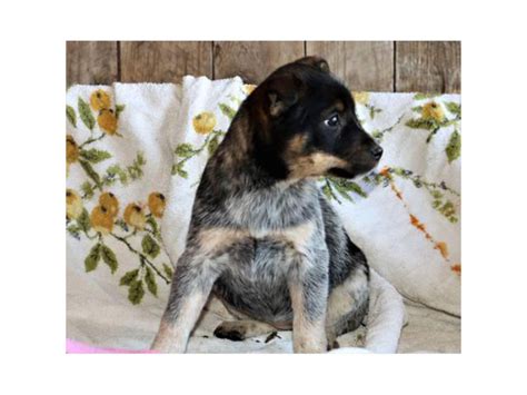 Adorable Blue Heeler Puppies Philadelphia Puppies For Sale Near Me