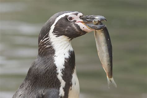 Emperor Penguin Is What Kind Of Penguin Each Species Belongs To A