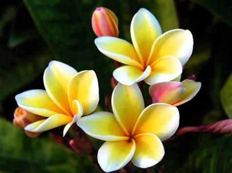 They also need to be fertilized about every two to three weeks throughout their active growing season. Yellow & White Plumeria | Nature | Pinterest