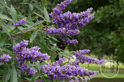 Vitex Are My Favorite Purple Flowering Tree In Texas