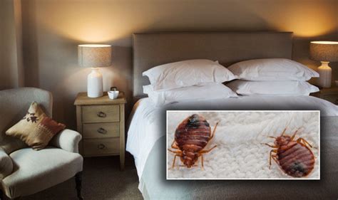 Where Do Bed Bugs Hide In A Couch Bed Bug Get Rid