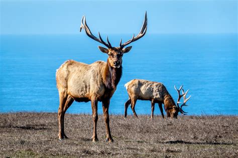 National Park Service Accused Of Willfully Killing Tule Elk •