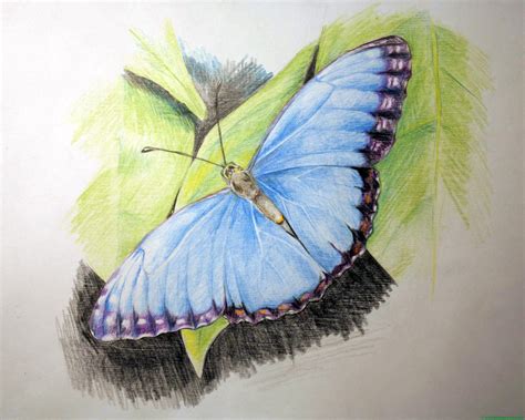 Dibujo De Mariposa A Lápiz De Color Web Del Maestro