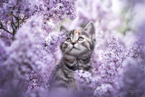 Blooming Kitten Hd Wallpaper