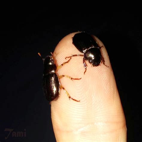 Insetologia Identificação De Insetos Escaravelhos Em São Paulo