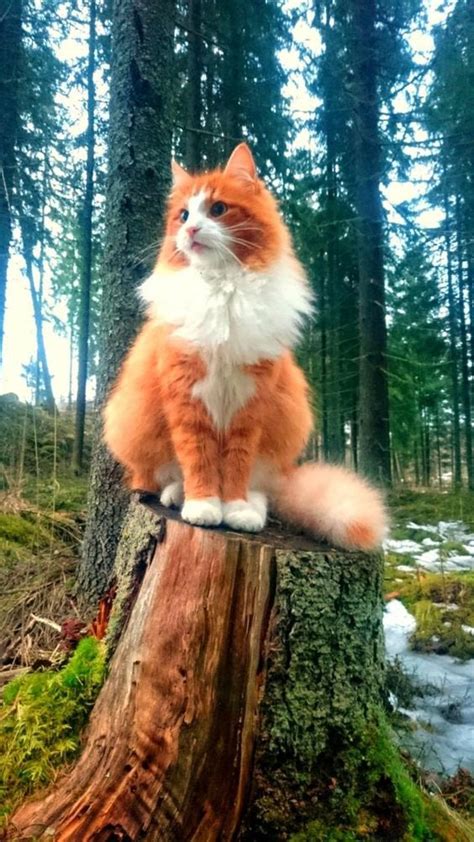 Here Is One Majestic Norwegian Forest Cat Perched On A Tree Stump Aww