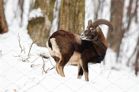 Male Mouflon Ovis Musimon Standing Animal Stock Photos ~ Creative