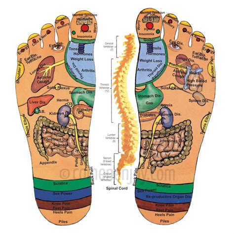 Kass on foot massage reflexology chart: Feet massage in your accommodation in Gran Canaria