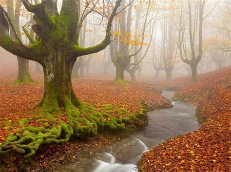 Beautiful Woods Nature Photography Autumn Scenes Photo