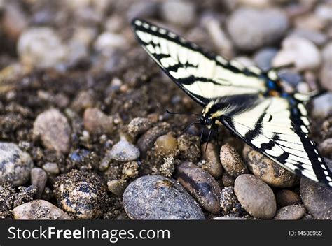 Canadian Tiger Swallowtail Free Stock Images Photos