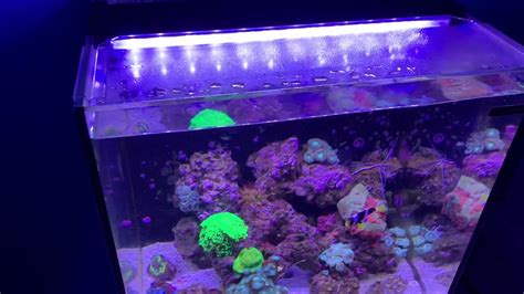 Review Of Aquatop 24 Gallon All In One Reef Tank With Coral Progress