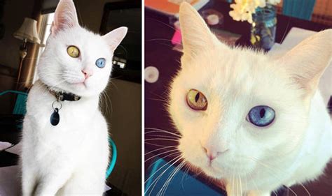 Meet The Cat With One Blue And One Gold Eye Rare Moggy