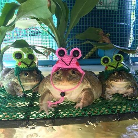 Frogs Discover ﾟ 𓆏 𝓖𝓮𝓸𝓻𝓰𝓲𝓪 𓆏 ﾟ On Instagram What They Called Wrong