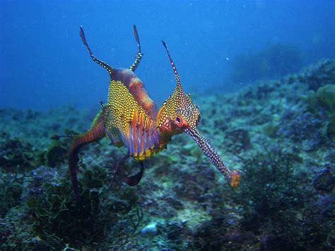 Sea Dragons Characteristics Habitats Types And More