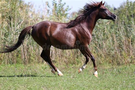 Side View Shot Galloping Young Arabian Horse Pasture Stock Photos