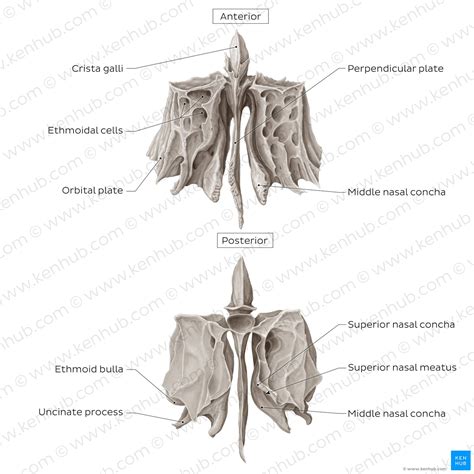 Ethmoid Bone Ethmoid Bone Anterior And Posterior Views With Labels My Xxx Hot Girl