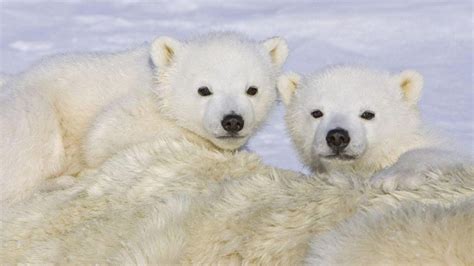 2 귀여운 북극곰 새끼 Hd 바탕 화면 배경 무늬 와이드 스크린 고화질 전체 화면