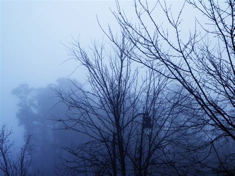 Dark Trees Cold Fog Free Stock Photo Public Domain Pictures