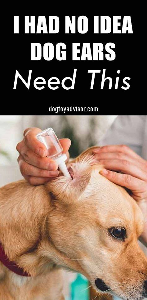 How To Clean Your Dogs Ears At Home Cleaning Dogs Ears Meds For