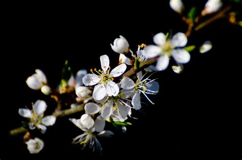 Spring Flowers Free Stock Photo Public Domain Pictures