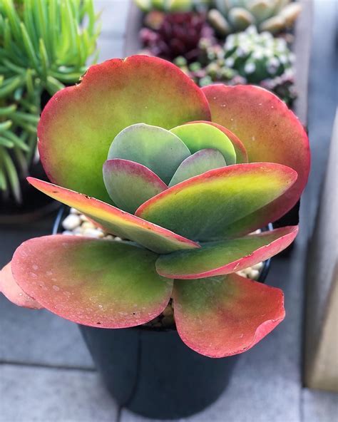 Kalanchoe Luciae Flapjack Paddle Plant In 2020