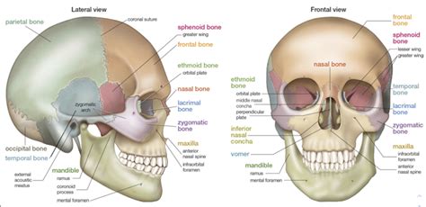 Facial Bones Diagram Quizlet