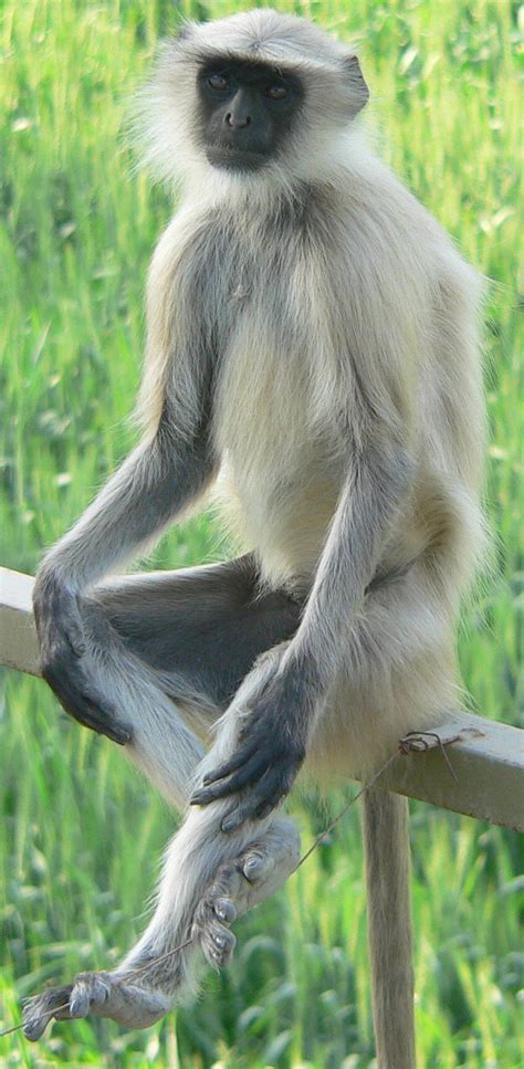 Gray Langur Information And Pictures Of The Indian Monkey