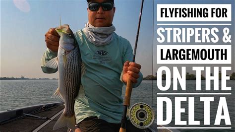 Fly Fishing The California Delta For Stripers And Largemouth Bass Youtube