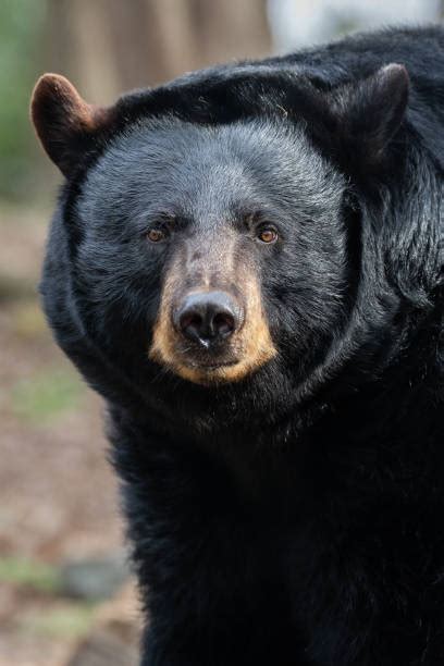 5 400 bildbanksfoton bilder och royaltyfria bilder med amerikansk svartbjörn fotografier istock