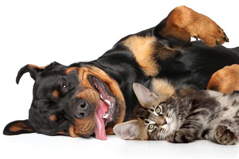Rottweilers And Cats I 11 Things You Need To Know I Discerning Cat
