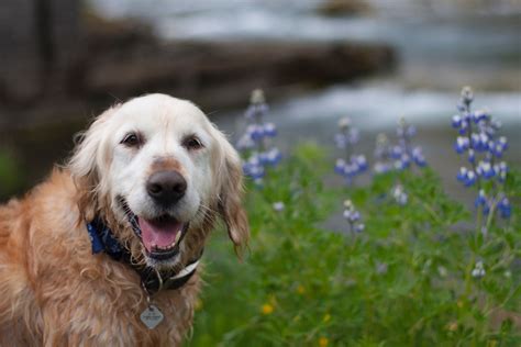 12 Best Dog Breeds For Senior Citizens