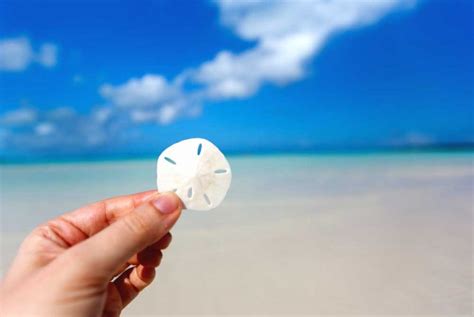 Sand Dollars What You Need To Know 30a