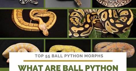 Morph Calculator Ball Python