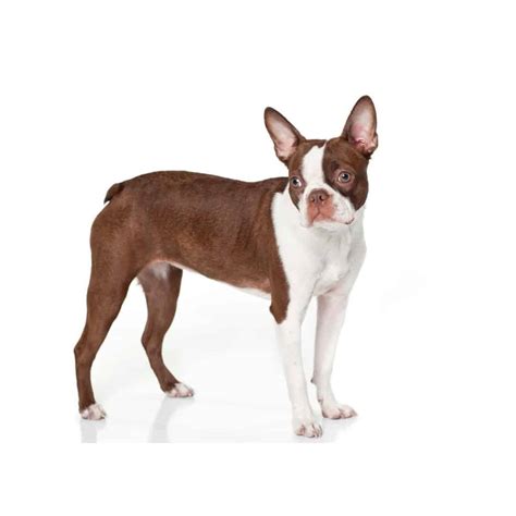 Do Boston Terriers Come In Brown