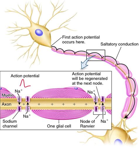 Myelination Of A Neuron And Action Potention Biolog A Avanzada