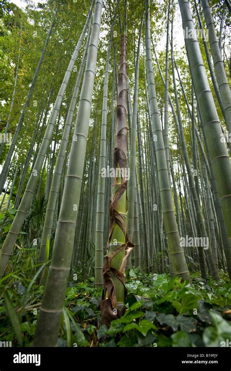 Jeune Plante De Bambou Hi Res Stock Photography And Images Alamy
