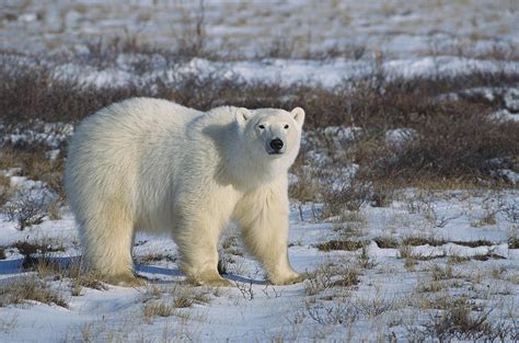 Polar Bear Ursus Maritimus Portrait Photograph By Konrad Wothe
