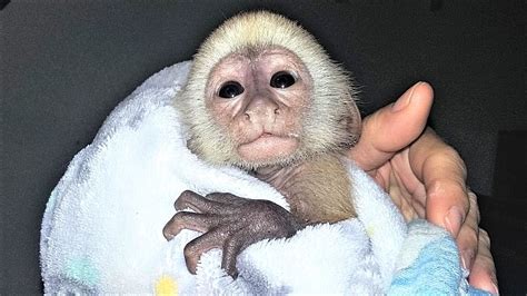 How Old Is Baby Ava Bree Capuchin Monkey Baby Monkey Youtube