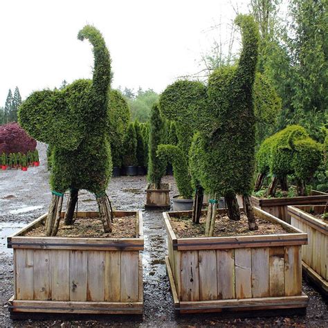 Fun Live Topiary Trees Outdoor Faux Floor Plants