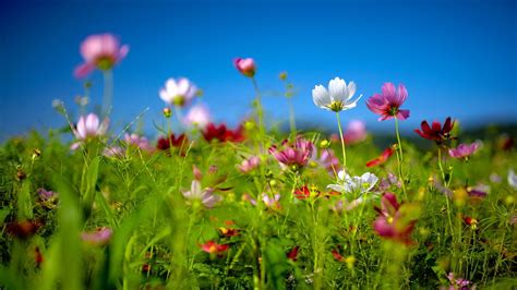 Spring Wallpaper And Screensavers Hd 70 Images