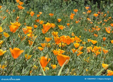 Beautiful Flowering Field Of Orange Poppies In Bloom Stock Image