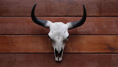 Western Bull Skull Wallpaper Goimages Techno