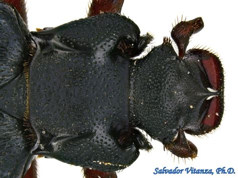 Coleoptera Scarabaeidae Cremastocheilus Planipes Anteater Scarab