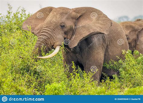 Elefante Loxodonta Africana Comendo Rainha Elizabeth National Park