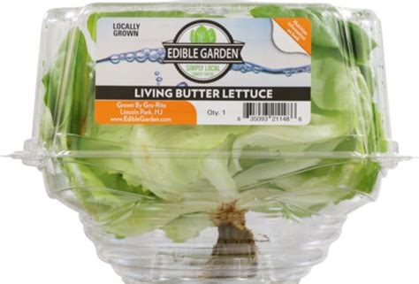 Edible Garden Living Butter Lettuce 1 Ct Ralphs