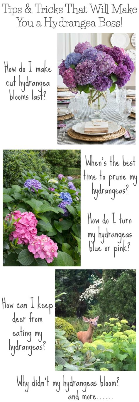 It is a vine, not a shrub and requires little to no pruning. Should I Cut Back My Hydrangeas In The Fall | MyCoffeepot.Org