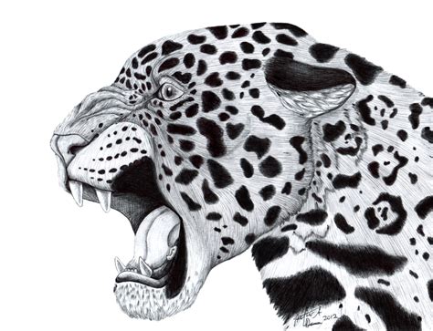 Jaguar Head Drawing At Explore Collection Of