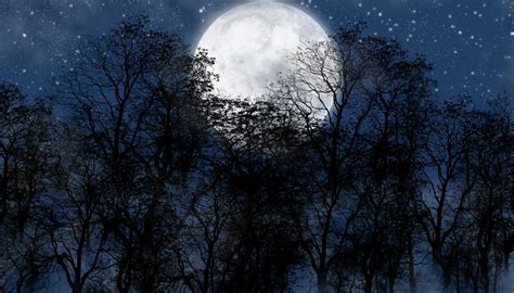 Night Moon Forest Zvezdynebo Hd Wallpaper
