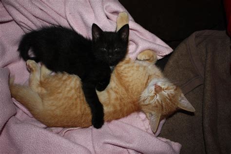 Black And Orange Kitten By Teaser4 On Deviantart