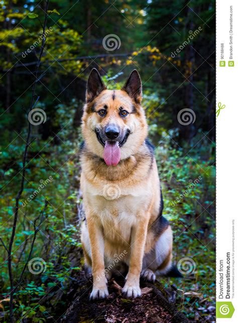 Farm Dog Stock Photo Image Of Canine Mammal Tame Shaggy 90188488